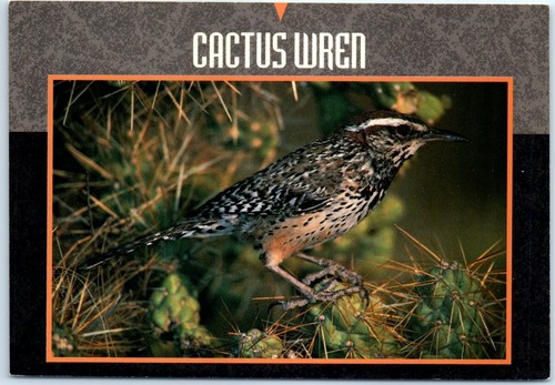 Postcard cactus wren - postcard,