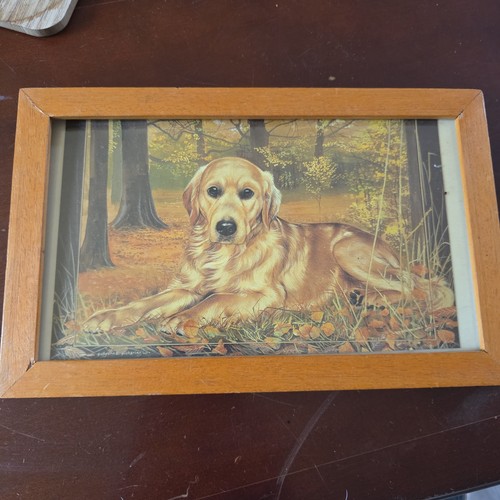 Framed golden retriever dog - framed,
