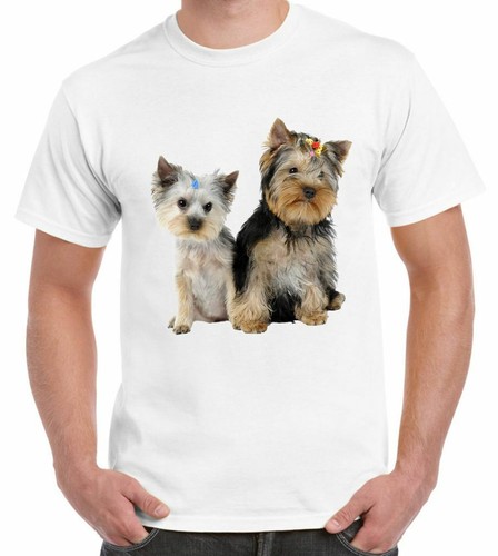 Yorkshire terrier puppies - yorkshire,