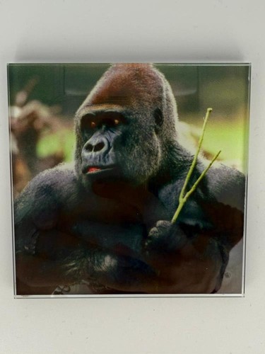 Gorilla picture coaster - gorilla,