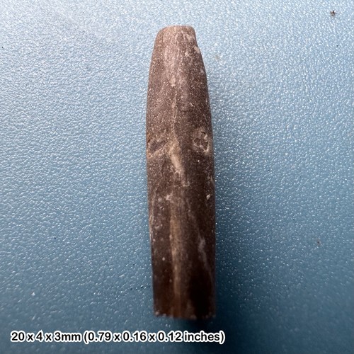 Dorset belemnite hibolites - dorset,