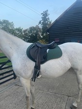 Cavaletti Collection 16.5” W black monoflap jump saddle