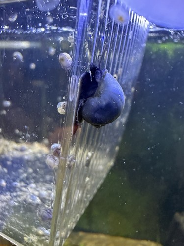 Blue mystery snails pack - mystery, 4