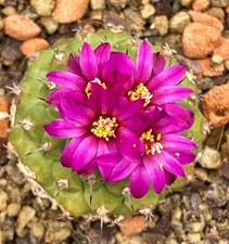 Strombocactus pulcherrimus