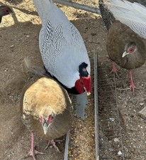 6 Silver Pheasant Hatching