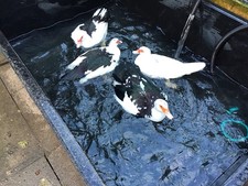 Lacuna 1,000 Preformed Fish Pond Basin Freestanding