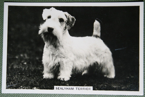 Sealyham terrier vintage 1939 - terrier,