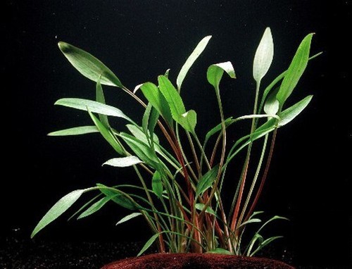 Cryptocoryne nevelli narrow - nevelli,