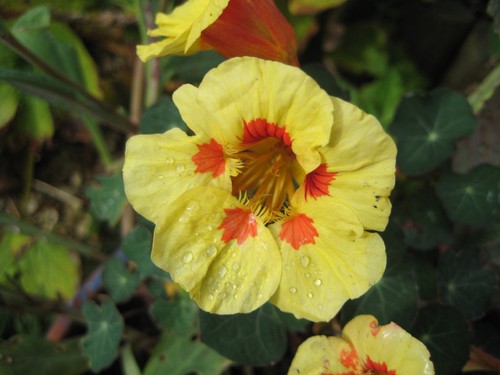 Nasturtium peach melba - melba, 60