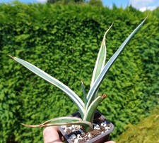 Agave funkiana 'HAKURO SHIRO FUKURIN' - Variegated Industrial Agaves
