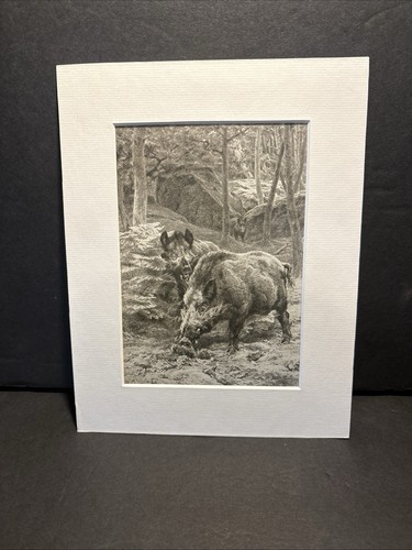 Rosa bonheur 1876 - rosa,