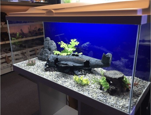 Brand new large fish - new**, tank