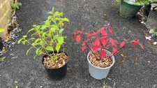 5L LARGE x2 Cornus alba (Red) + (yellow) -Stemmed Dogwood Hedging SHRUB 