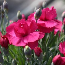 Dianthus plug plants magenta