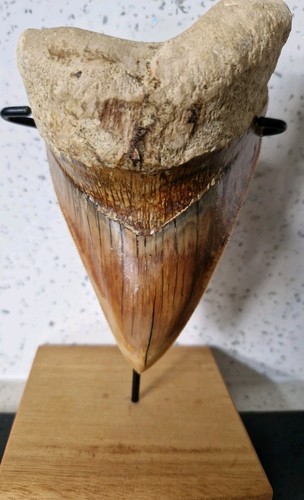 Megalodon shark tooth fossil