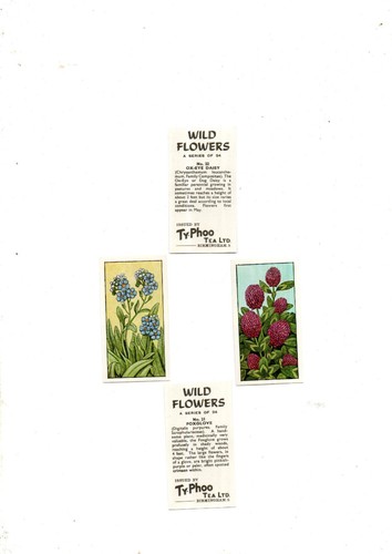 Wild flowers series 24 - a,