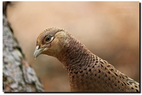 Hen pheasant x - pheasant, 18”