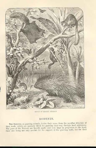 Original old antique - antique, print