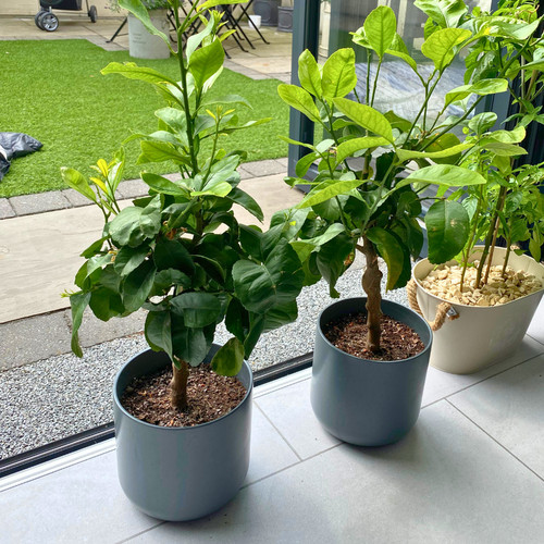 Mini lemon tree 50cm - mini,