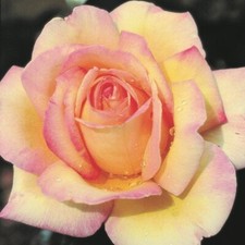 POTTED 2 LITRE HYBRID TEA ROSE