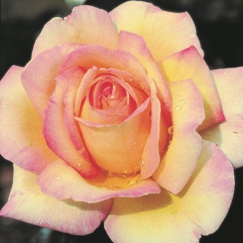 Potted litre hybrid tea - potted,