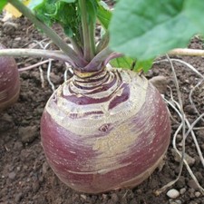 Swede Marian Seeds 250 Fresh Vegetable Seeds for Growing UK Swedish Turnip Neep