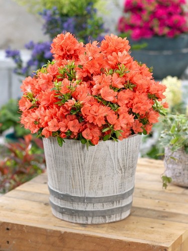 Dwarf japanese azalea - , |