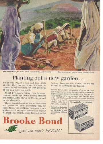 Brooke bond tea - bond,