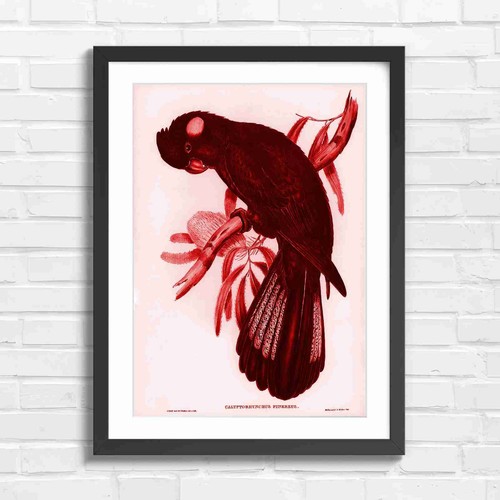 Vintage black cockatoo bird - cockatoo,