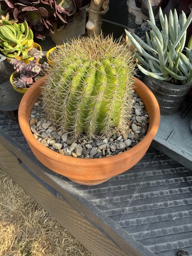 Cactus echinopsis grows large - echinopsis,