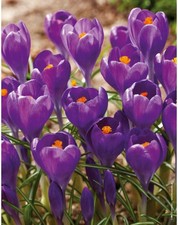 Crocus 'Blue Ocean' bulbs