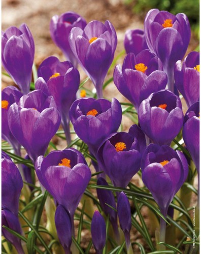 Crocus blue ocean bulbs - ocean',