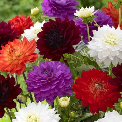 Beautiful attractive giant - 05,