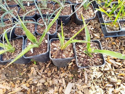 Yucca faxoniana cm pot - 14,