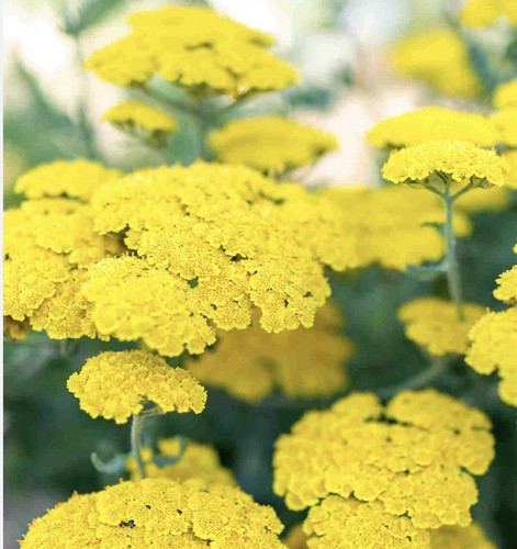 Achillea yellow small plant - yellow,