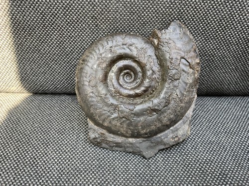 Whitby hildoceras fossil - whitby,