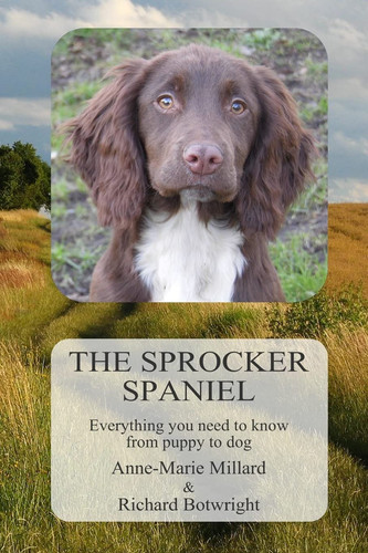 The sprocker spaniel - sprocker,