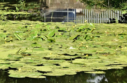 Photo 6x4 water lilies - photo,