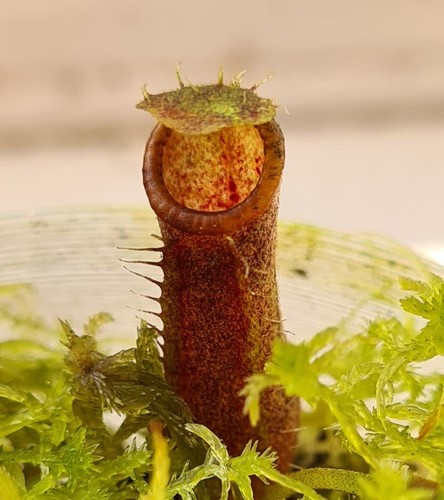 Nepenthes lingulata barisan - nepenthes,