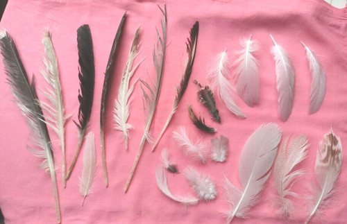 Free fallen real feathers - fallen, 25