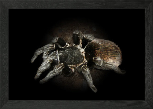 Tarantula framed wall art - tarantula,