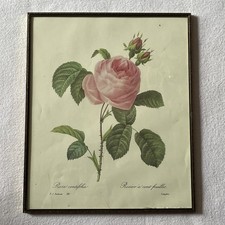 Antique Rosa Centifolia Botanical Pink Roses Engraving Signed P. J . Redoute