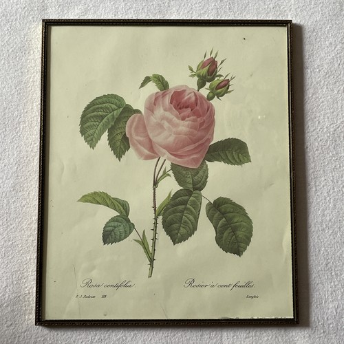 Antique rosa centifolia - antique,