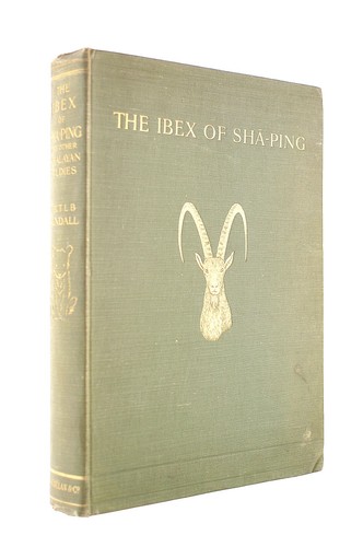 The ibex sha - the, of