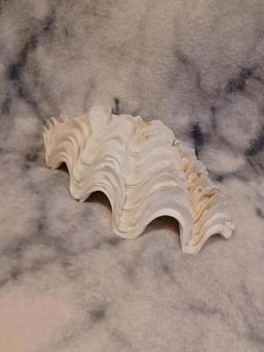 Large ridged conch clam - large,