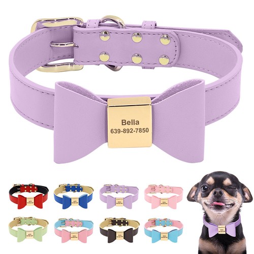Cute bowite dog - cute, collar