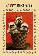 BRUSSELS GRIFFON  THREE DOGS