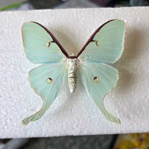 Actias luna the - luna, moth