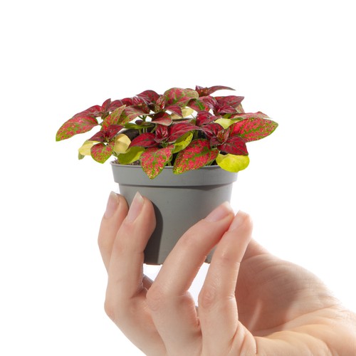 Baby polka dot plant hypoestes - baby,
