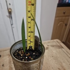 Medjool Date Palm Tree x2